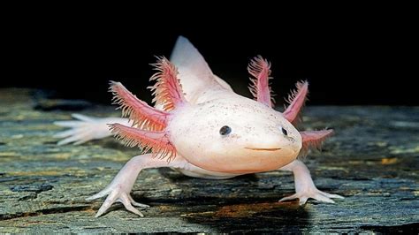 exolyt|salamander axolotl.